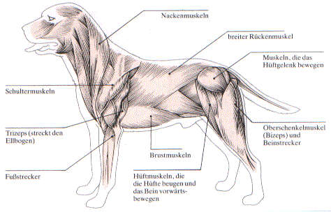 Die Muskeln Profi Hundeerziehung